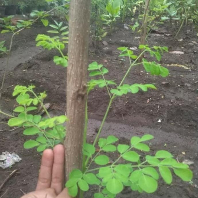 

Terlaris (Promo) Bibit Stek Pohon Kelor Daun Tanaman Herbal (Fresh)