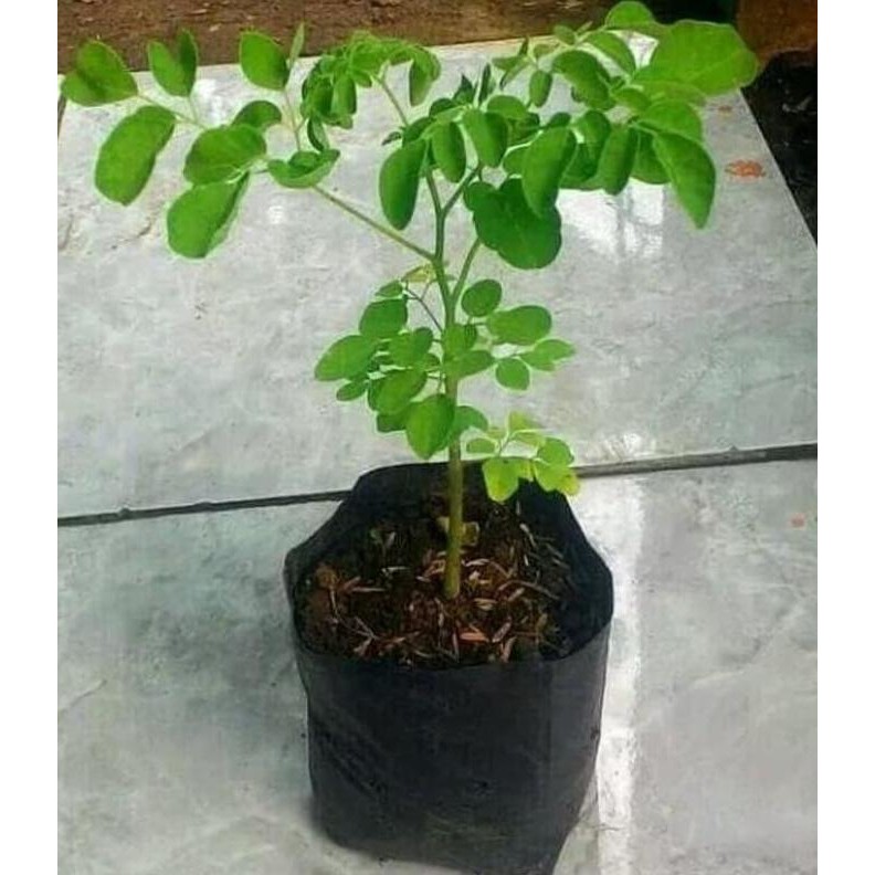 

Terlaris Bibit Kelor Pohon Kelor Tanaman Kelor Moringa Oleifera Daun Kelor