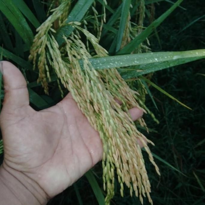 

Terlaris Benih Padi Cakrabuana 04