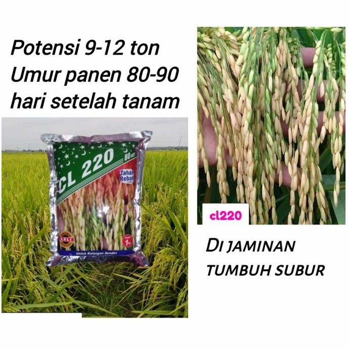 

Terlaris Benih Padi Cl 220 Postur Tanaman Pendek Bibit Padi