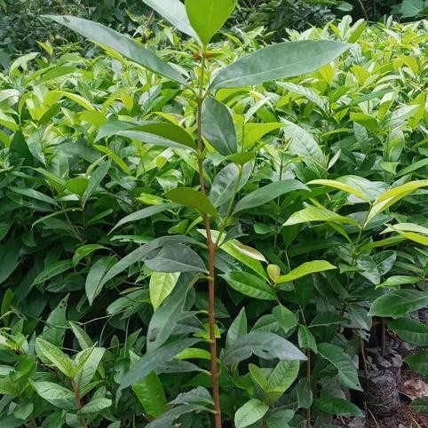 

Terlaris Bibit Daun Salam 1 Meter | Bibit Salam Bumbu Dapur