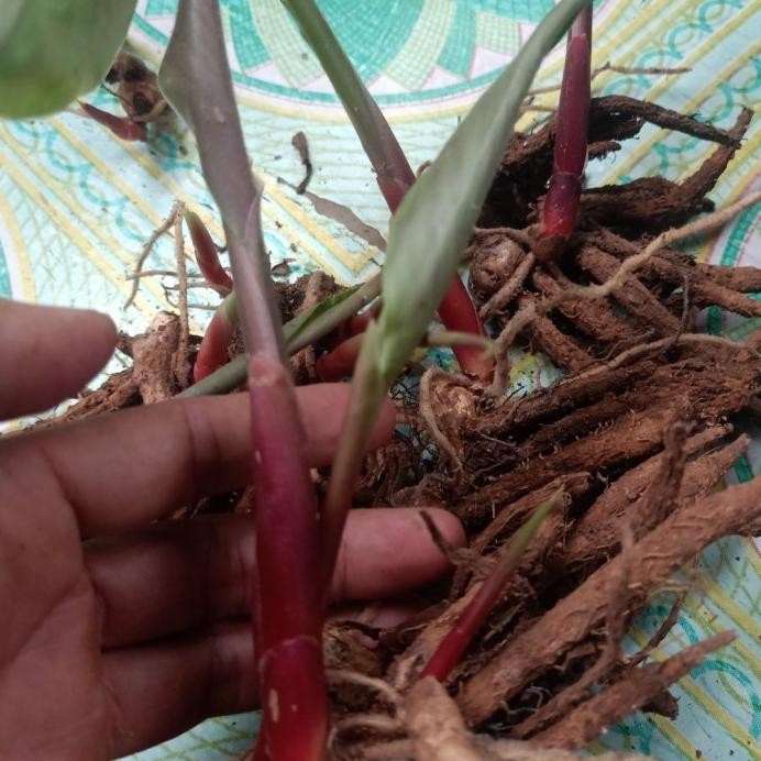 

Terlaris Bibit Temu Kunci Per 2 Bibit