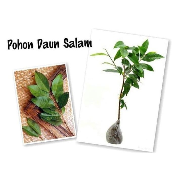 

Terlaris Bibit Daun Salam Banyak Manfaat