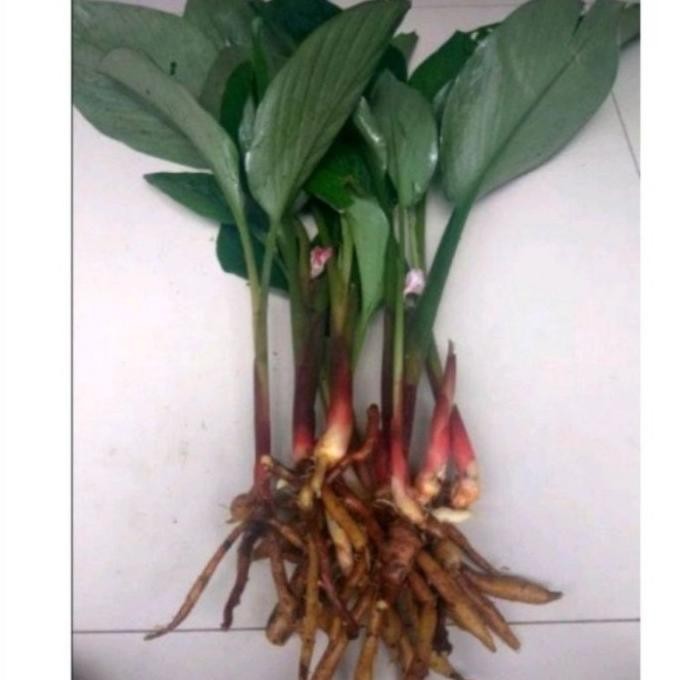 

Terlaris Bibit Temu Kunci Per Pohon - Benih Temu Kunci Unggul Ready Stok