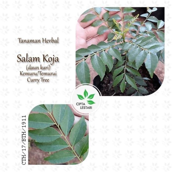 

Terlaris Bibit Pohon Kari Tanaman Daun Salam Koja Curry Tree Murraya Koenigii