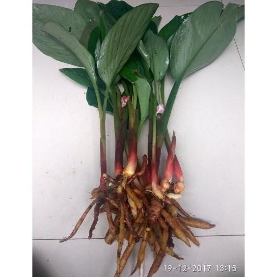 

Terlaris 5 Bibit Tanaman Temu Kunci | Pohon Temu Kunci - Tanaman Herbal Siap Tanam [Produk Terbaik] [Terpercaya]