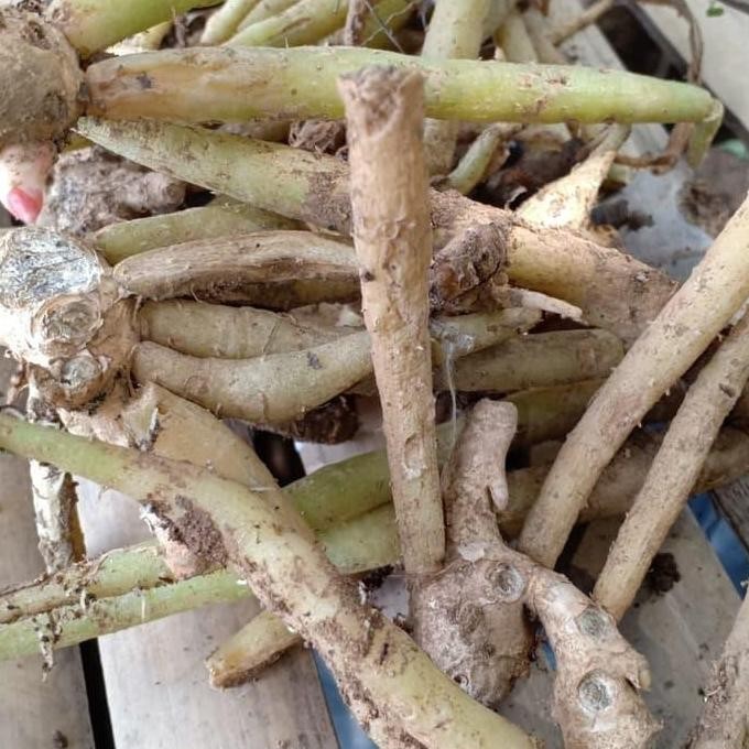 

Terlaris Bibit Tanaman Herbal Temu Kunci | Tanaman Obat Keluarga