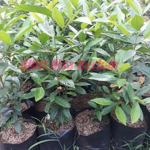 

Terlaris Bibit Tanaman Pohon Salam /Daun Salam Penyedap Masakan