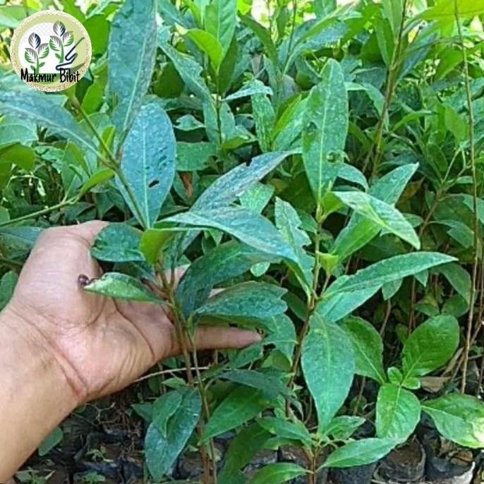 

Terlaris Bibit Tanaman Daun Salam