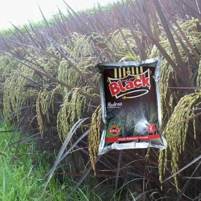 

Terlaris Benih Padi Black Madras Blek Madras Padi Warna Hitam Ungu