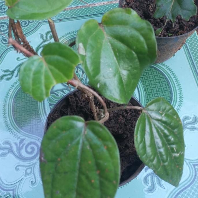 

Terlaris Bibit Tanaman Sirih Merah/Bibit Herbal Sirih Merah Tinggi 20-40Cm