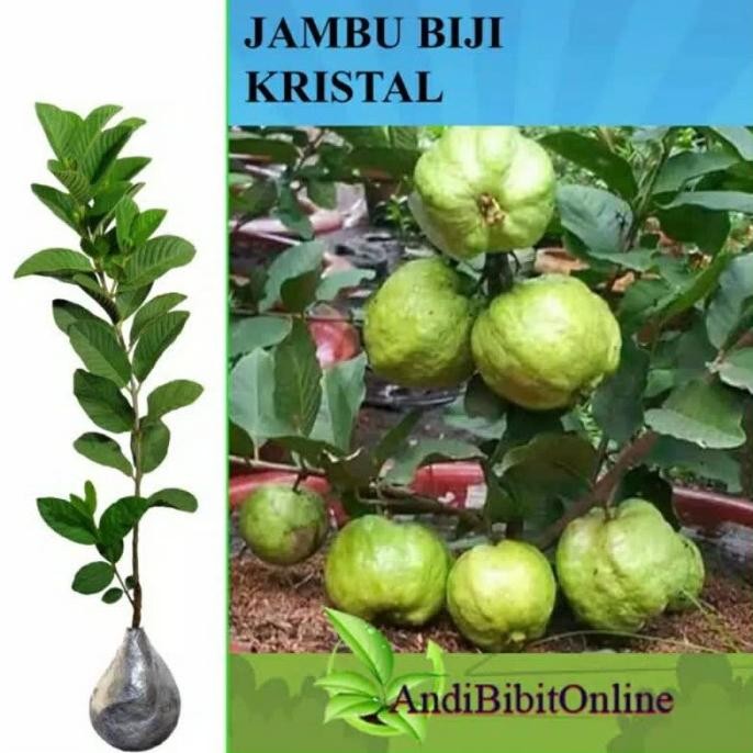 

Terlaris Bibit Jambu Kristal Tampa Biji Okulasi Unggul ( Bisa Cod)