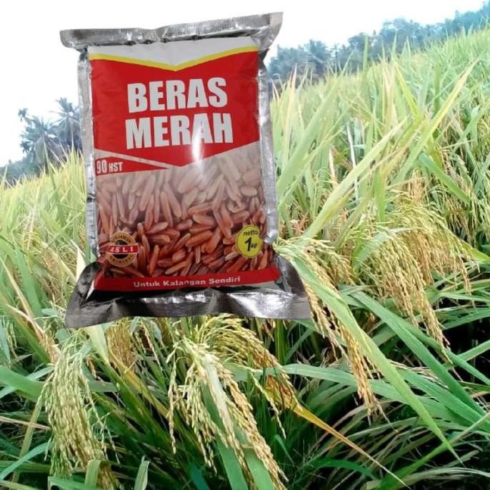 

Terlaris Benih Padi Beras Merah Tahan Serangan Tikus