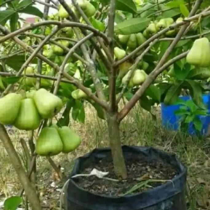 

Terlaris Bibit Jambu Air Madu Deli (Mdh) Okulasi Cepat Berbuah
