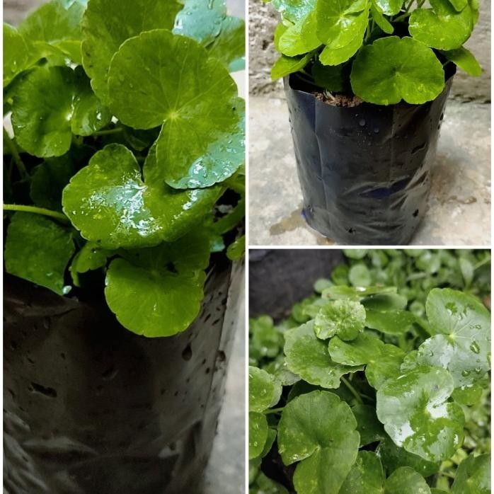 

Terlaris Bibit Pohon Pegagan Antanan Herbal Tanaman Hidup