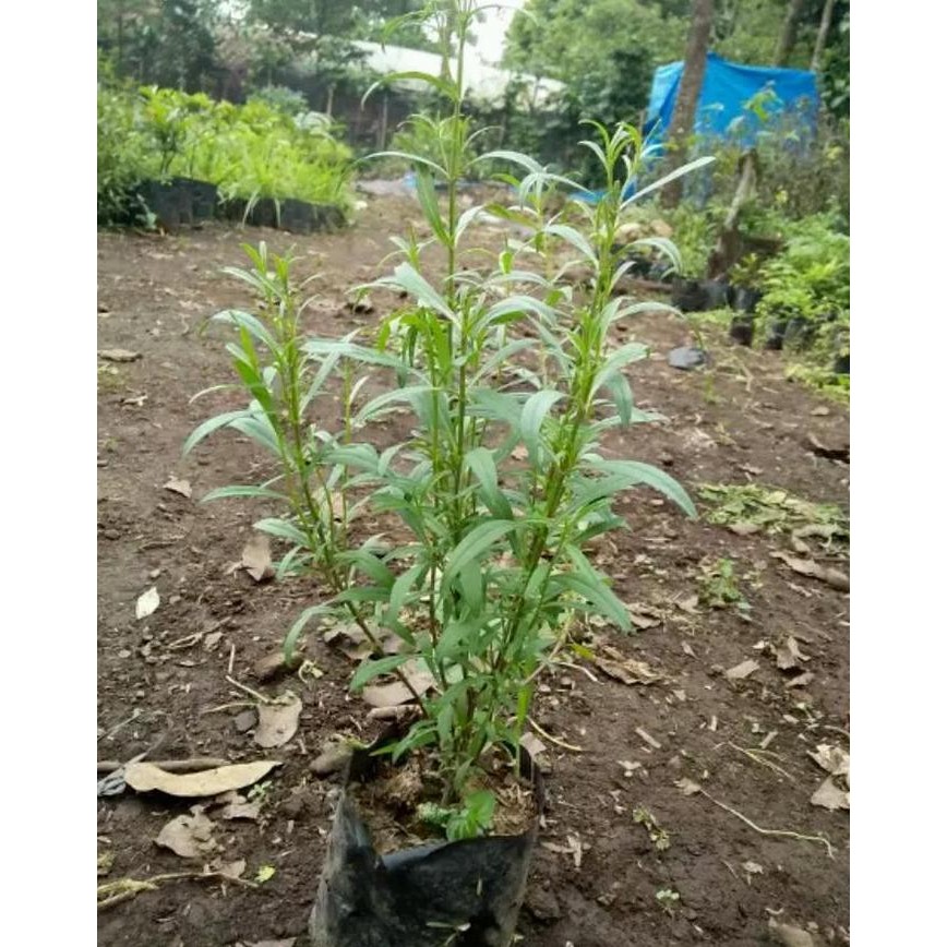 

Terlaris Bibit Tanaman Tarragon/Taragon (Obat Herbal)