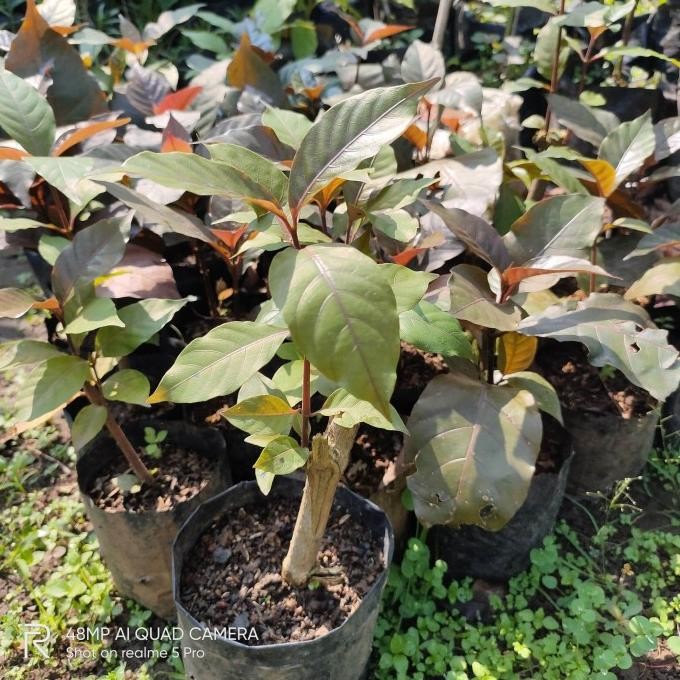 

Terlaris Bibit Pohon Handelem | Handeleum | Tanaman Daun Ungu | Obat Herbal