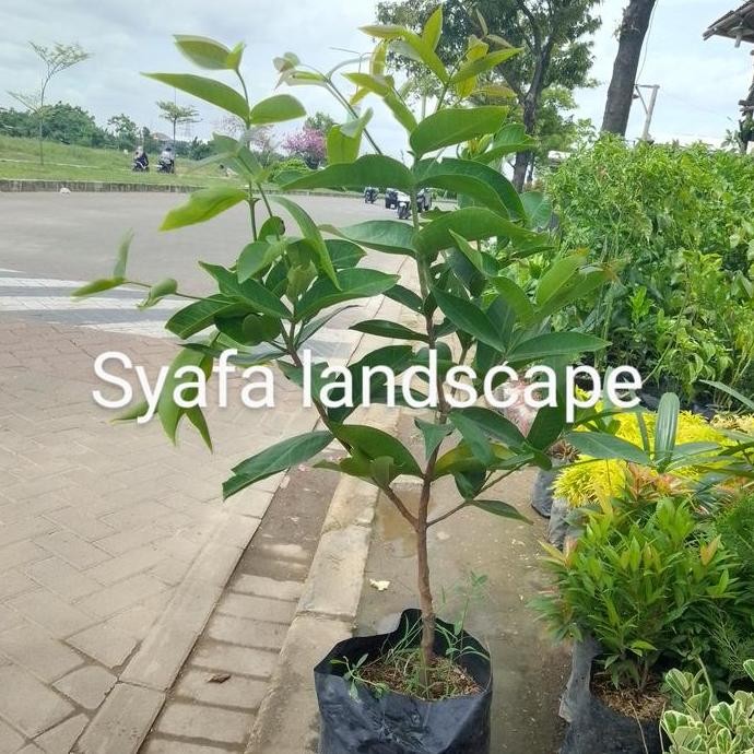 

Terlaris Bibit Pohon Jambu Air Chincalo