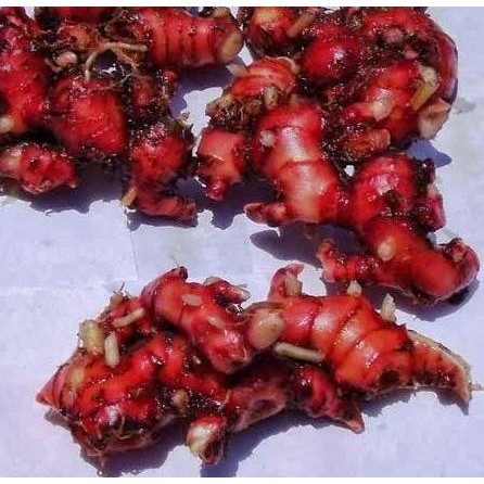 

Terlaris Tanaman Herbal Jahe Merah