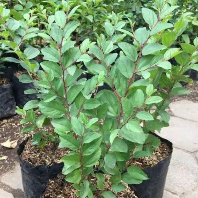 

Terlaris ( Bisa Cod ) Tanaman Herbal Daun Bidara Arab Asli Pohon Bidara Arab