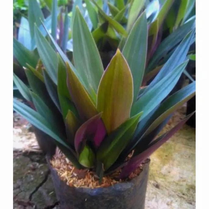 

Terlaris Tanaman Bunga Pohon Obat Herbal Adam Hawa Ungu Nanas Kerang Rhoeo Disc