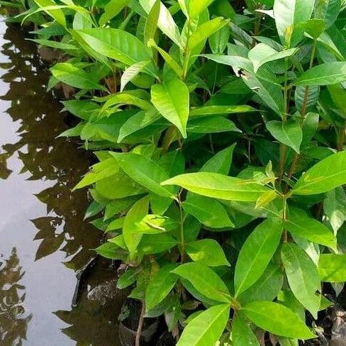 

Terlaris Bibit Daun Salam Buat Masakan Artificial