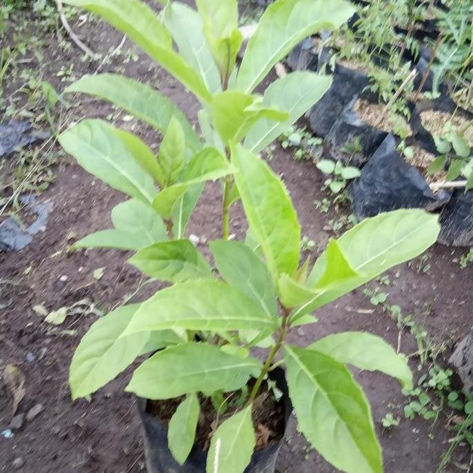 

Terlaris Bibit Tanaman Senggugu Obat Herbal Untuk Gurah Daun Sengugu