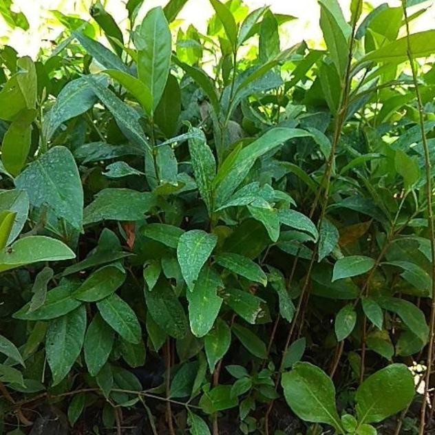 

Terlaris Dapat 10 Tanaman Rempah Bibit Daun Salam Termurah