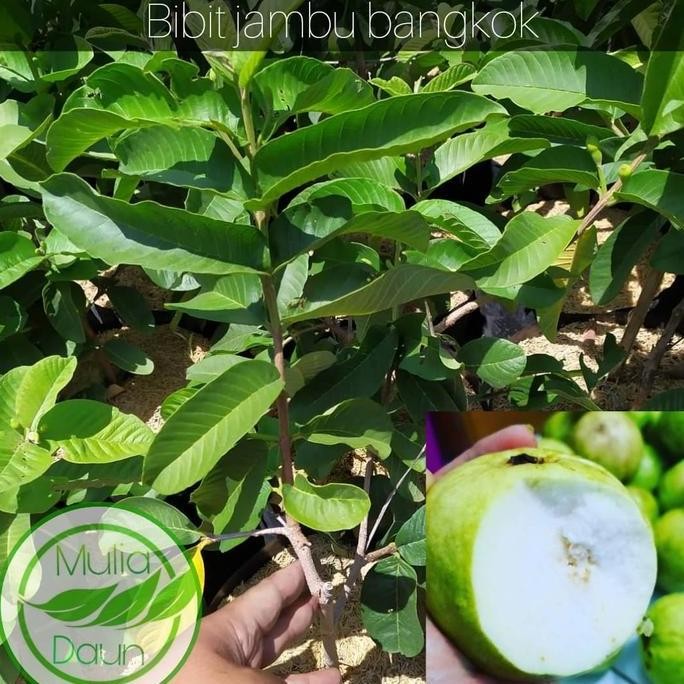 

Terlaris Bibit Tanaman Jambu Bangkok Jumbo/Pohon Buah Jambu Bangkok Unggul
