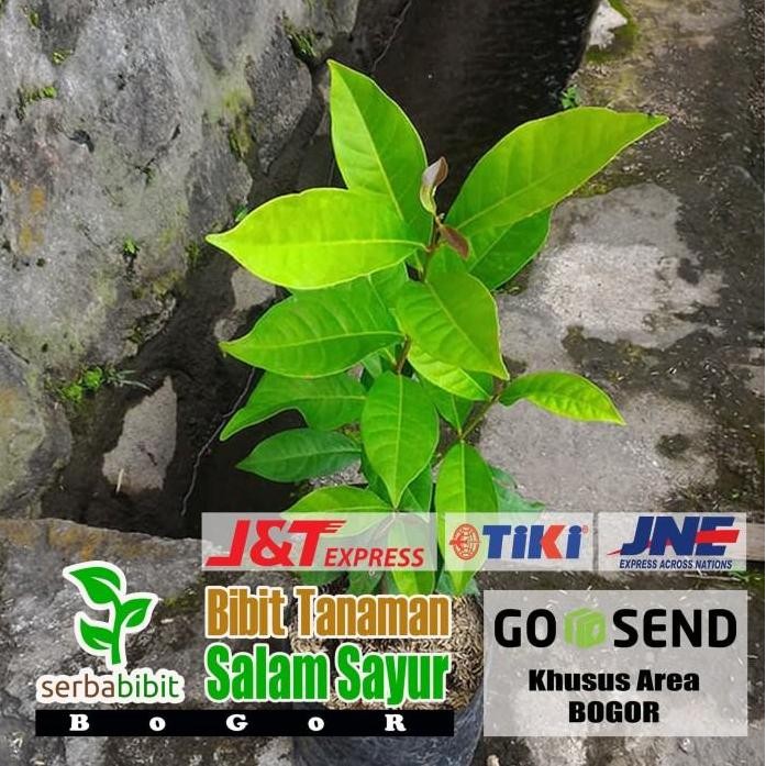 

Terlaris Bibit Daun Salam - Salam Sayur - Herbal