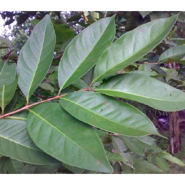 

Terlaris Bibit Tanaman Daun Salam