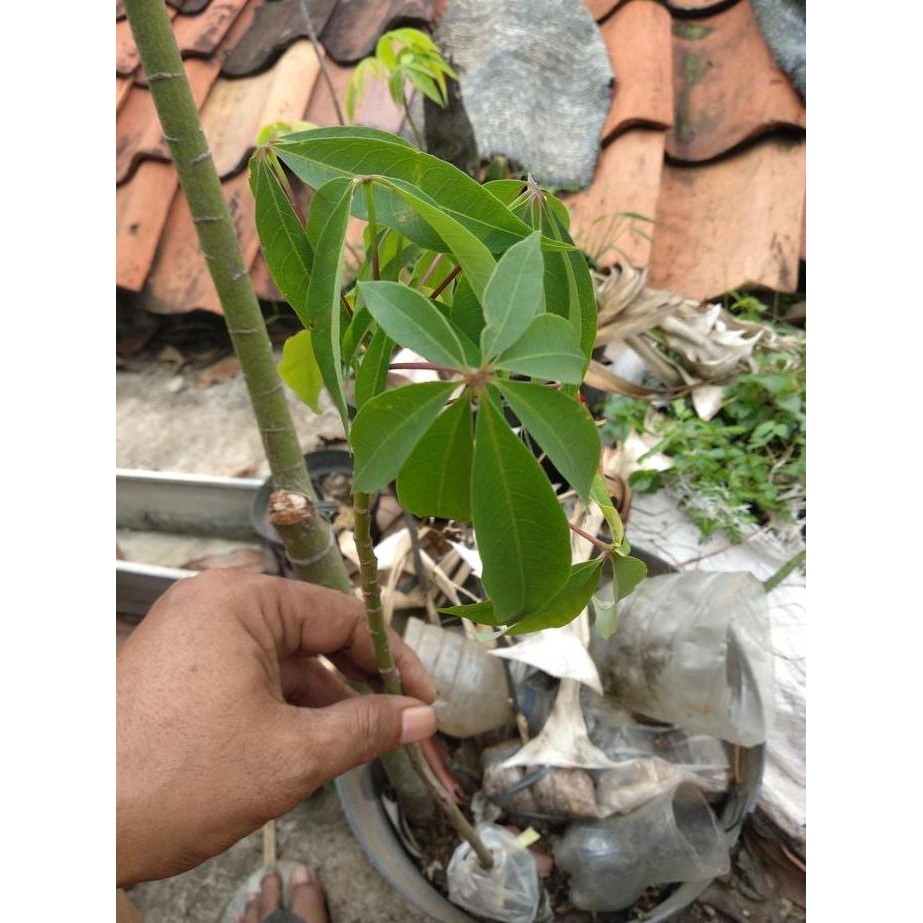 

Terlaris Kapuk Randu Tanaman Pohon Hias Pelindung Perkebunan Bonsai Herbal