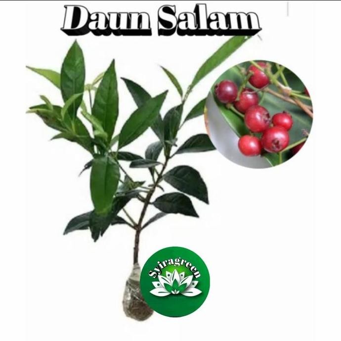 

Terlaris Bibit Tanaman Daun Salam Bumbu Dapur