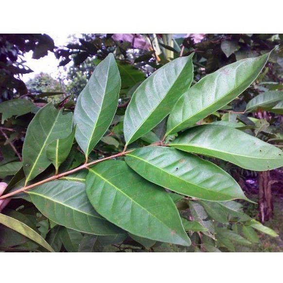 

Terlaris Bibit Tanaman Daun Salam Wangi