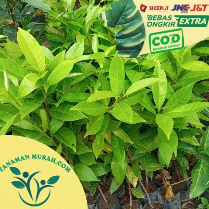 

Terlaris Bibit Tanaman Daun Salam Daun Rempah Terlaris .