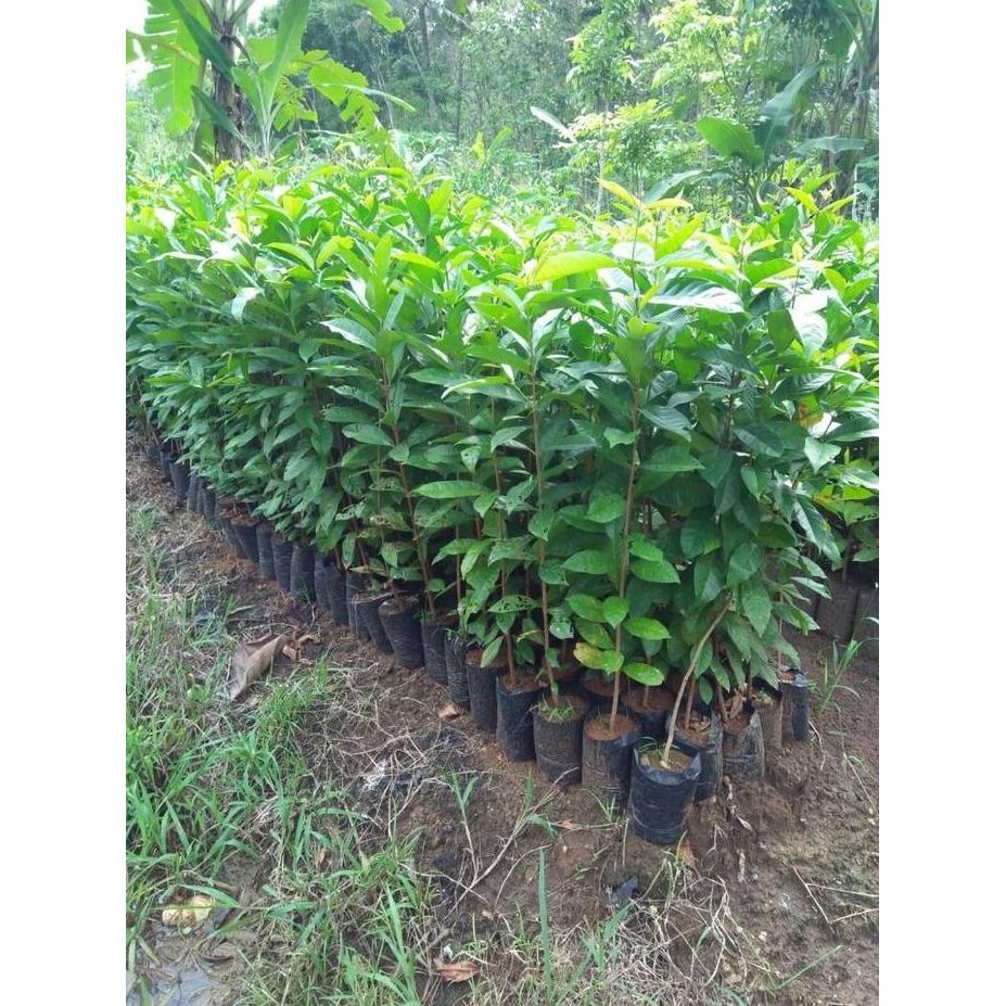 

Terlaris Bibit Tanaman Daun Salam Bumbu Masakan Dapur