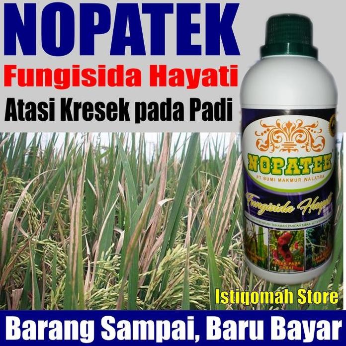 

Terlaris Nopatek Fungisida Hayati Obat Hama Kresek Pada Padi - Obat Padi Kresek