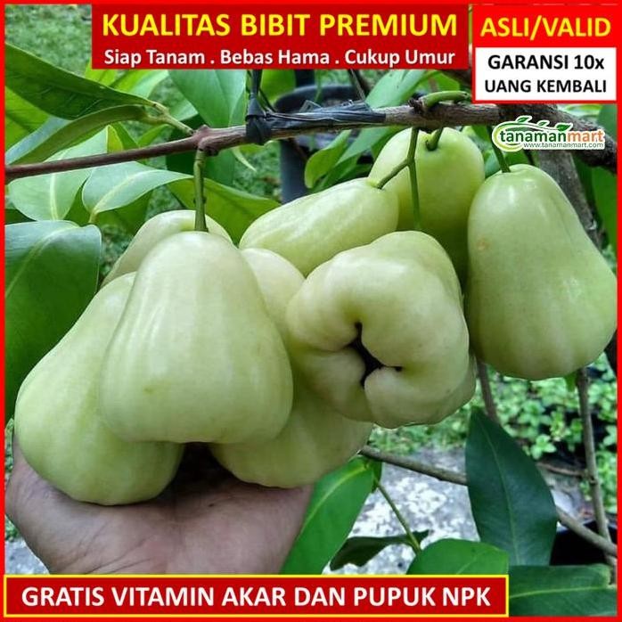 

Terlaris Bibit Tanaman Buah Jambu Air Madu Deli Hijau Unggul, Murah, Bergaransi