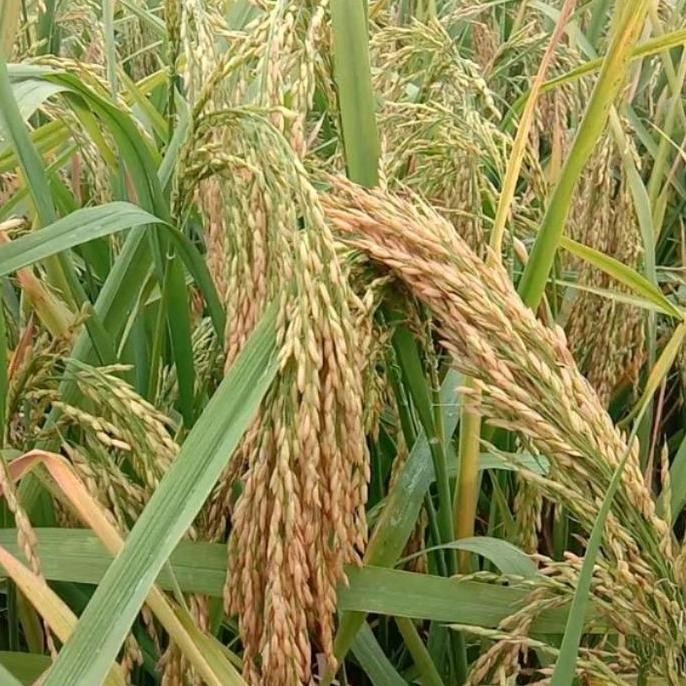 

Terlaris Benih Padi Ua 12 Sigupai