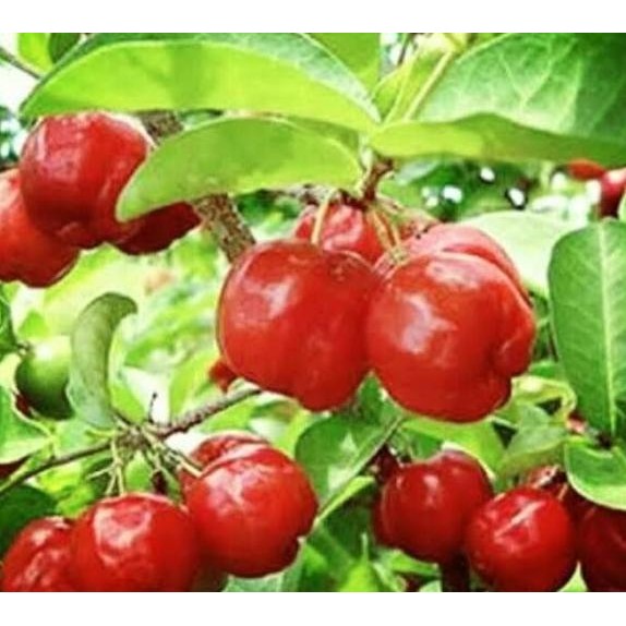 BIBIT Tanaman CERI BARBADOS VIETNAM Pohon Buah Unggul Cepat Berbuah PREMIUM