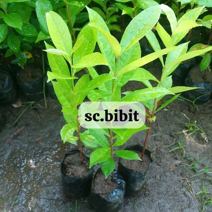 

Terlaris Bibit Daun Salam Bumbu Masak Paket Hemat 3Batang