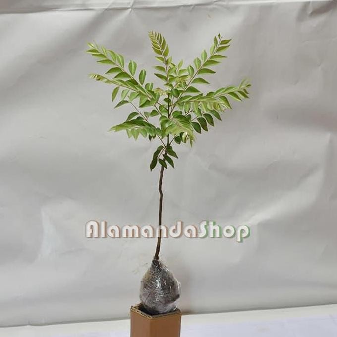 

Terlaris Bibit Bunga Daun Curry ( Salam Koja )