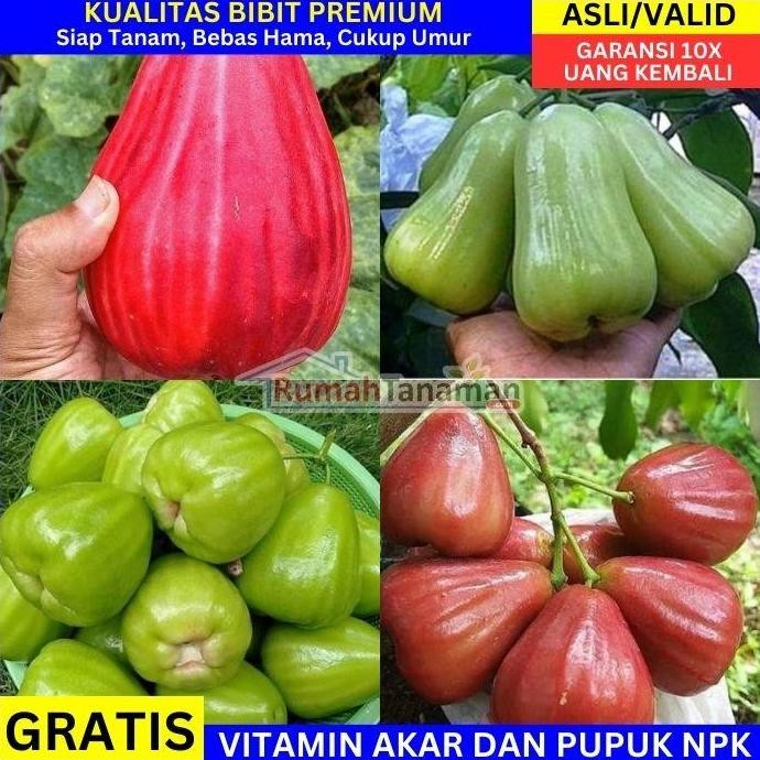 

Terlaris Bibit Jambu Air Unggul Asli Bergaransi - Bibit Jambu Cepat Berbuah