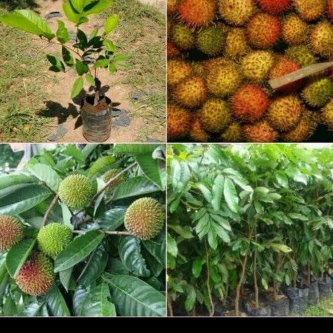 bibit. tanaman rambutan rapiah/pohon rambutan rapiah cipelat TERLUARIS ISTIMEWA