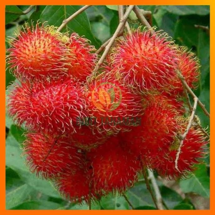 Bibit Pohon Rambutan Binjai, Rambutan Binjai, Pohon Rambutan Binja ISTIMEWA