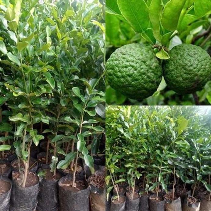 

Terlaris Bibit Tanaman Pohon Jeruk Purut ( Buah Herbal Dan Daun Bimbu Masak)