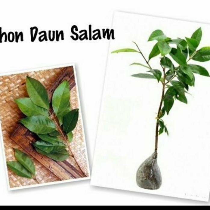 

Terlaris Bibit Tanaman Daun Salam Bumbu Dapur