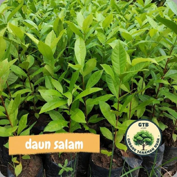 

Terlaris Paket 3 Bibit Daun Salam (Bumbu Masak)
