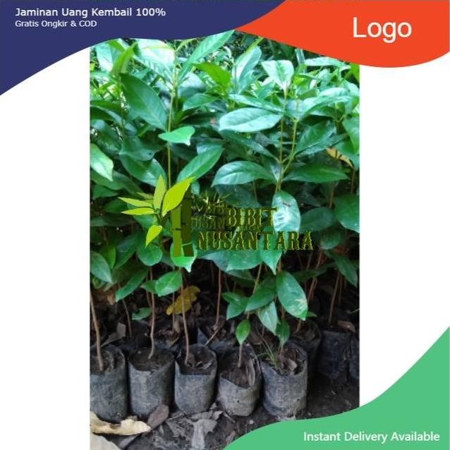 

Terlaris Bibit Daun Salam