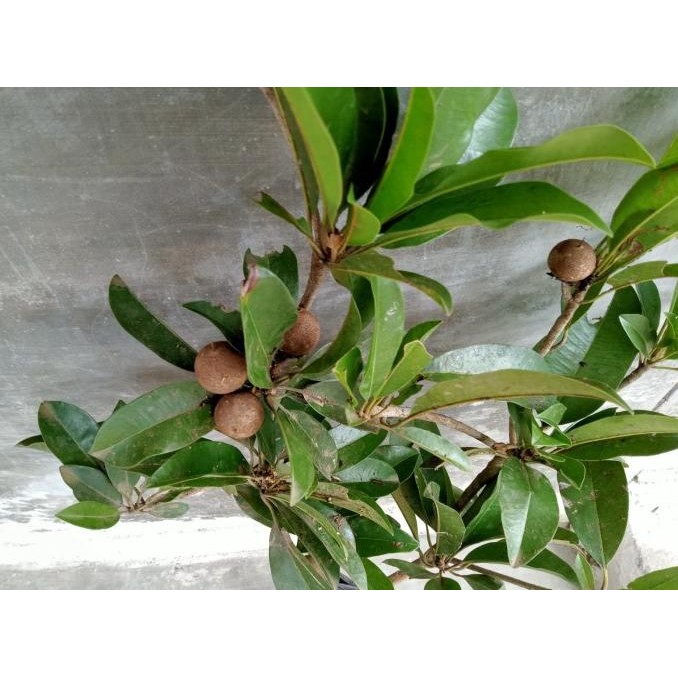 Bibit Buah Sawo Sudah Berbuah Bibit Tanaman Sawo Berbuah Bibi Sawo PREMIUM